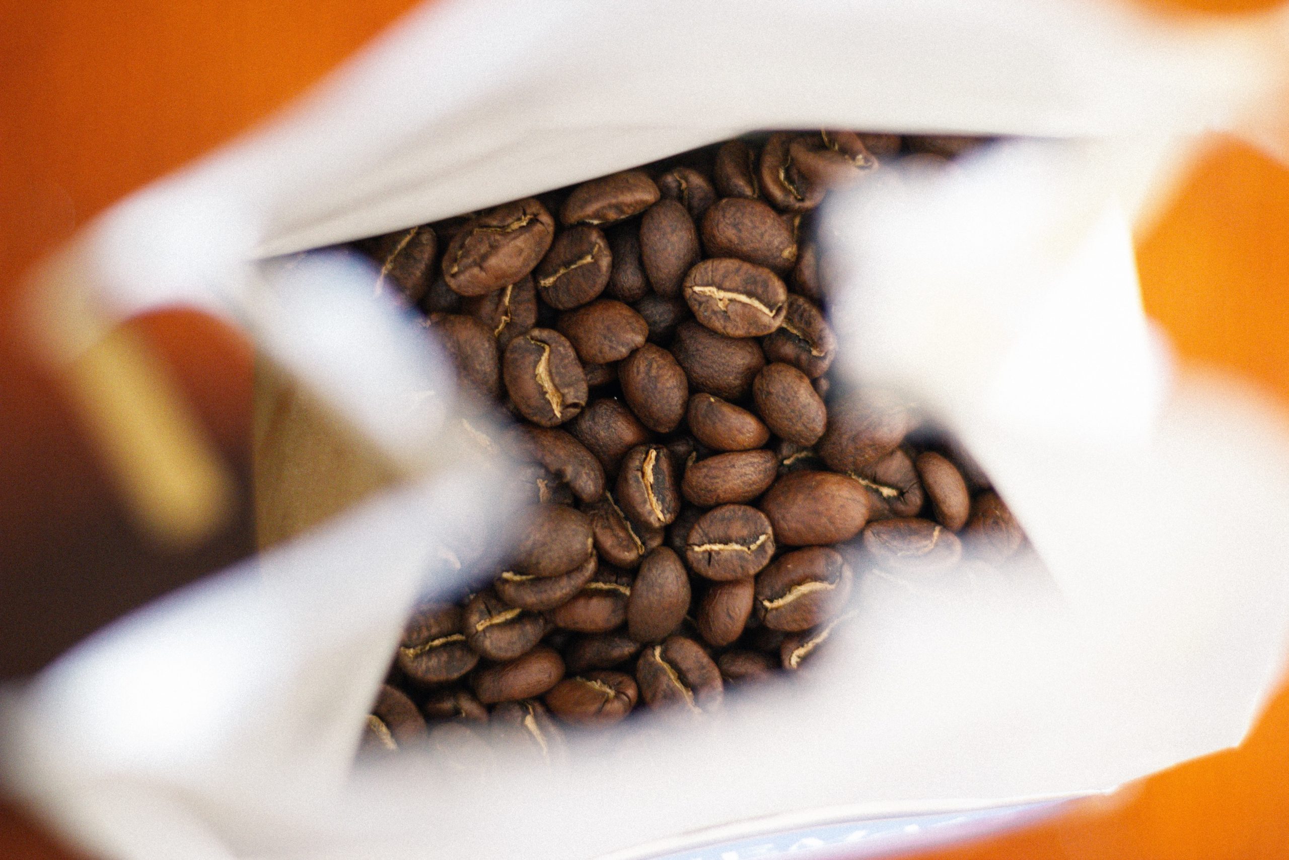 Harvesting Organic Coffee